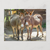 Ânes amoureux Carte postale (Devant)