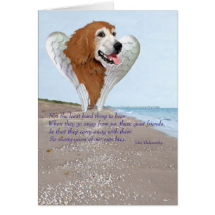 Ange Golden Retriever