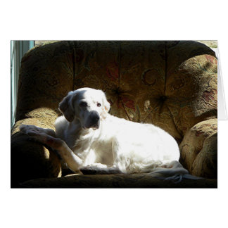 Angel Anglais Setter