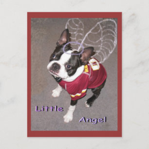 Angel Boston Terrior Briefkaart