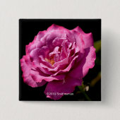 Angel Face Roos Up-Close Vierkante Button 5,1 Cm (Voorkant)