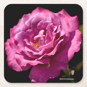 Angel Face Roos Up-Close Vierkante Kartonnen Onderzetter