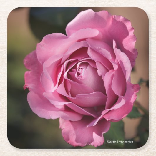 Angel Face Roos Vierkante Kartonnen Onderzetter (Voorkant)