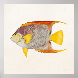 Angel Fish Antiek Hawaiian Print Sjabloon