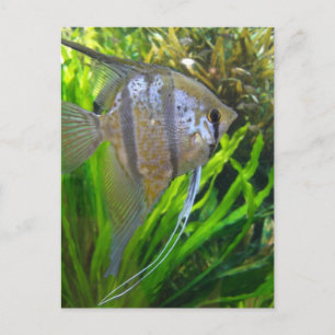 Angel Fish Briefkaart