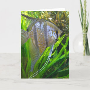 Angel Fish Kaart