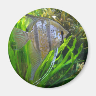 Angel Fish Magneet
