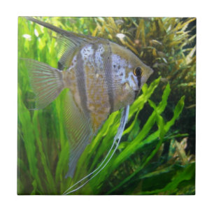 Angel Fish Tegeltje