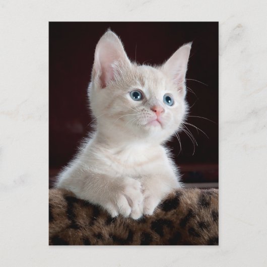 angel kitten-briefkaart briefkaart (Voorkant)