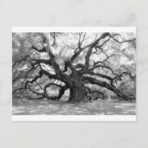 Angel Oak Briefkaart