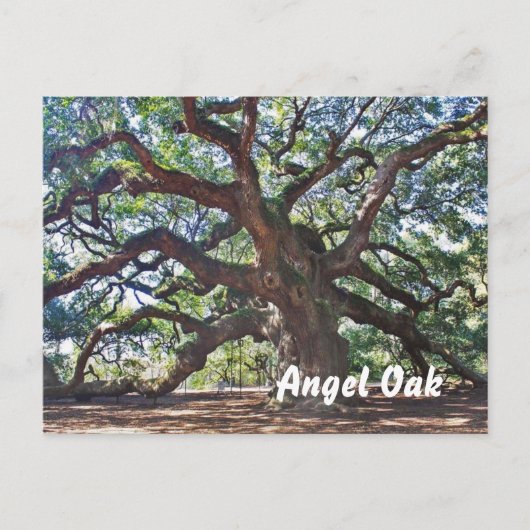 Angel Oak Briefkaart (Voorkant)