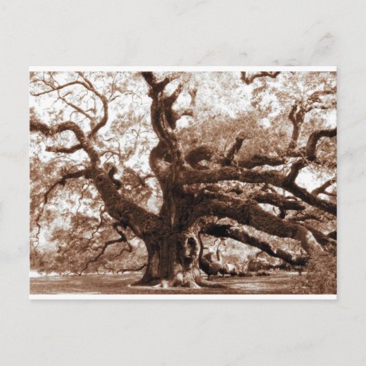 Angel Oak Briefkaart (Voorkant)
