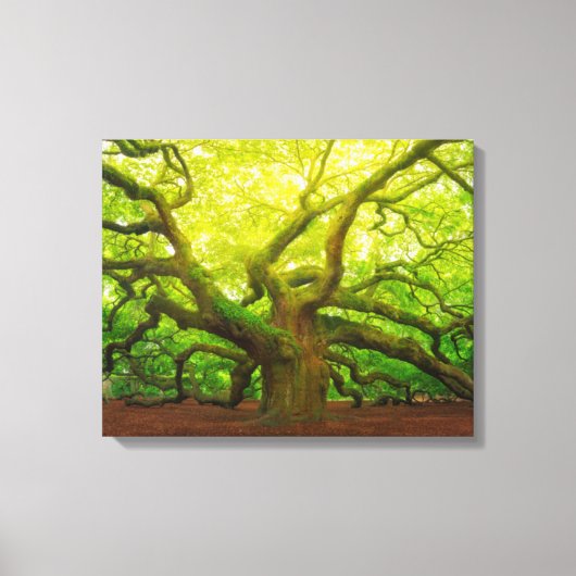 Angel Oak Canvas Afdruk (Voorkant)