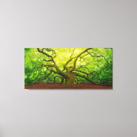 Angel Oak Canvas Afdruk (Voorkant)