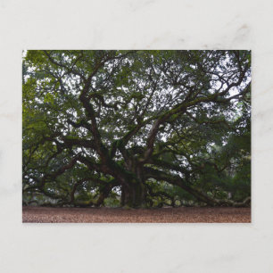 Angel Oak, John's Island, South Carolina Briefkaart