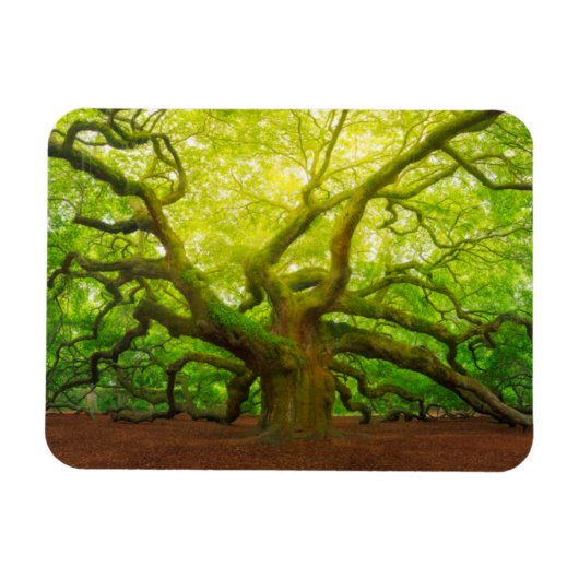 Angel Oak Magneet (Horizontaal)