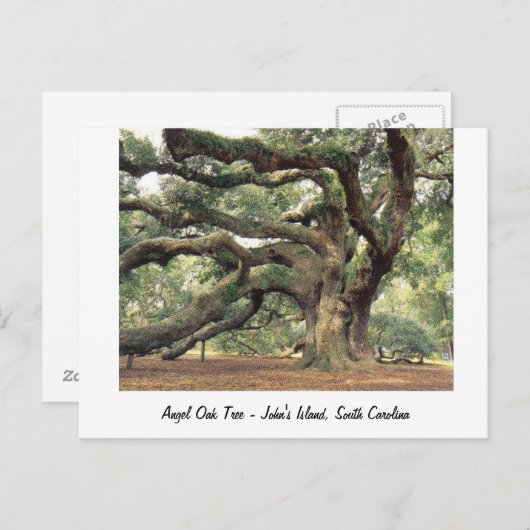 Angel Oak Tree bij Charleston, SC Briefkaart (Voorkant / Achterkant)
