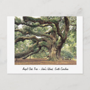 Angel Oak Tree bij Charleston, SC Briefkaart