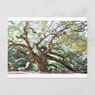 Angel Oak Tree Gifts Briefkaart