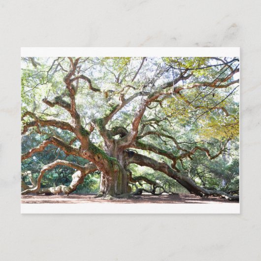 Angel Oak Tree Gifts Briefkaart (Voorkant)