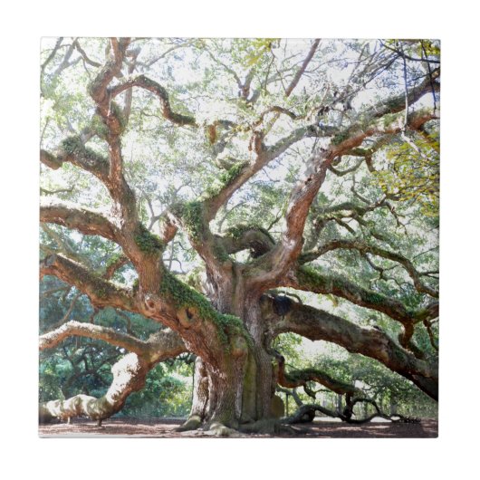 Angel Oak Tree Gifts Tegeltje (Voorkant)