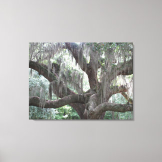 Angel Oak van Johns Island Canvas Afdruk
