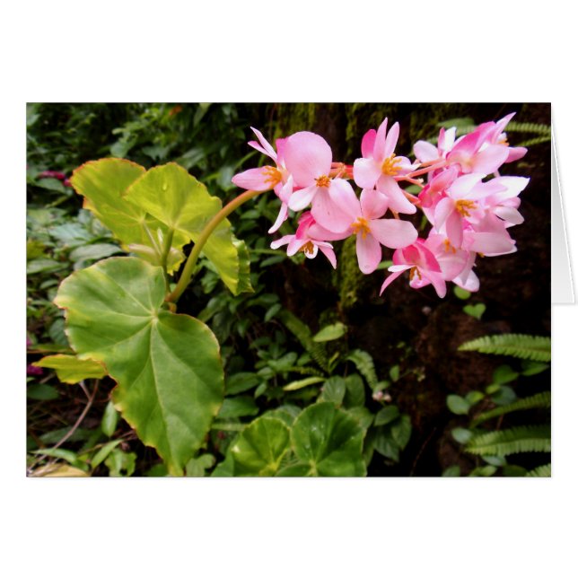 Angel wing Begonia (Voorkant Horizontaal)