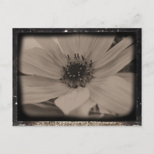 Angeled Sunflower Kijk Briefkaart