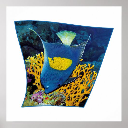 Angelfish bij koraalrif - Fotografisch ontwerp | Poster (Voorkant)