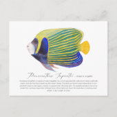 Angelfish Briefkaart (Voorkant)