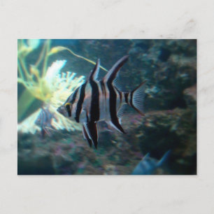 Angelfish Briefkaart