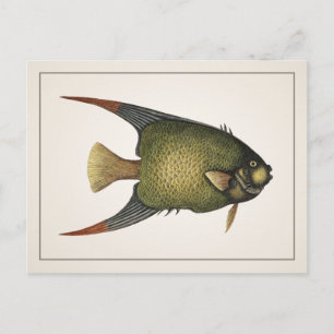 Angelfish Briefkaart - Style I