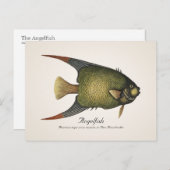 Angelfish Briefkaart - Style II (Voorkant / Achterkant)