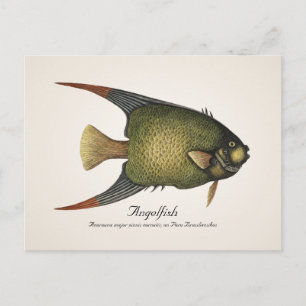 Angelfish Briefkaart - Style II