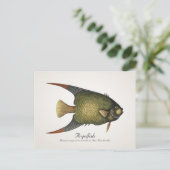 Angelfish Briefkaart - Style II (Staand voorkant)