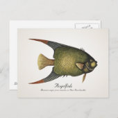 Angelfish Briefkaart - Style II (Voorkant / Achterkant)