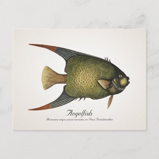 Angelfish Briefkaart - Style II (Voorkant)