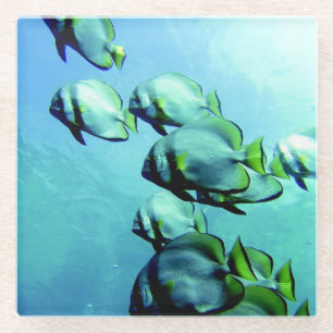 Angelfish Clear Blue Water Glazen Onderzetter