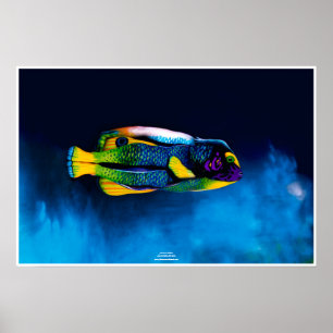 Angelfish door Johannes Stötter Poster