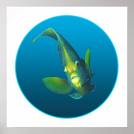 Angelfish - Ontwerp op gradiënt blauwe achtergrond Poster (Voorkant)