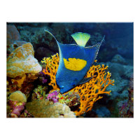 Angelfish pittoresk voor koraal, Rood Zee |