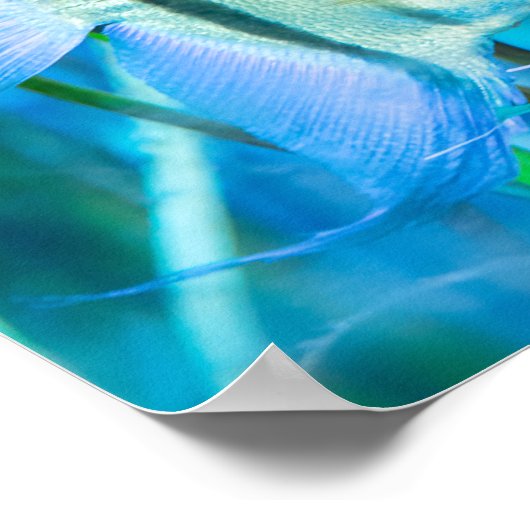 Angelfish Poster (Hoek)