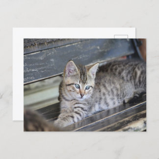 Angelic Kitten Briefkaart