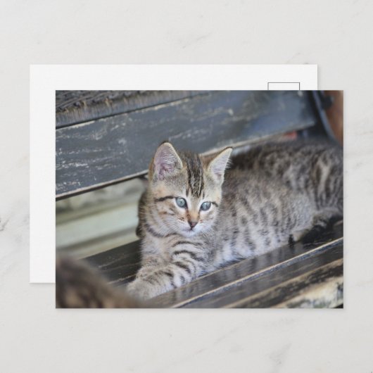 Angelic Kitten Briefkaart (Voorkant / Achterkant)