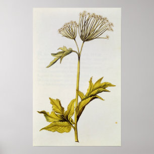 Angelica, uit "La Guirlande de Julie", c.1642 Poster