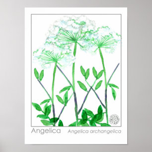 Angelica White Flowers medicinale kruid Plant Poster