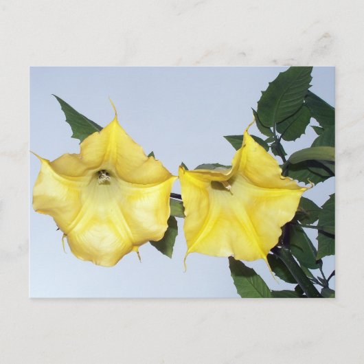 Angels Trumpet Brugmansia Briefkaart (Voorkant)