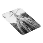 Angkor Cambodia, Tree Ta Prohm Magneet (Rechterzijde)