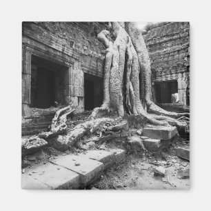 Angkor Cambodja, Ta Prohm Boom Magneet