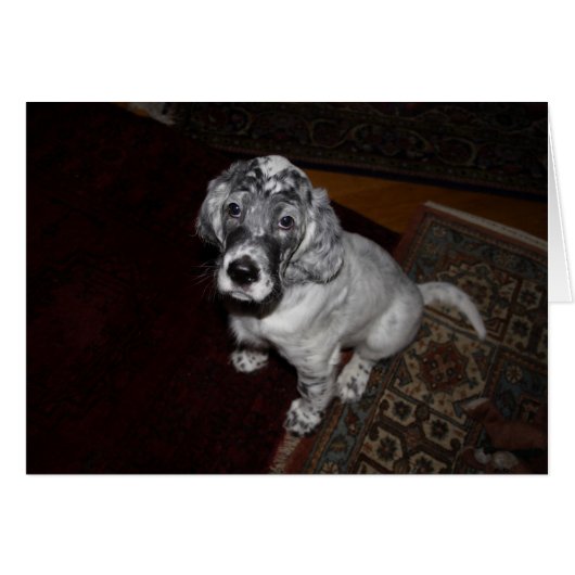 Anglais Setter Puppy (Devant Horizontal)